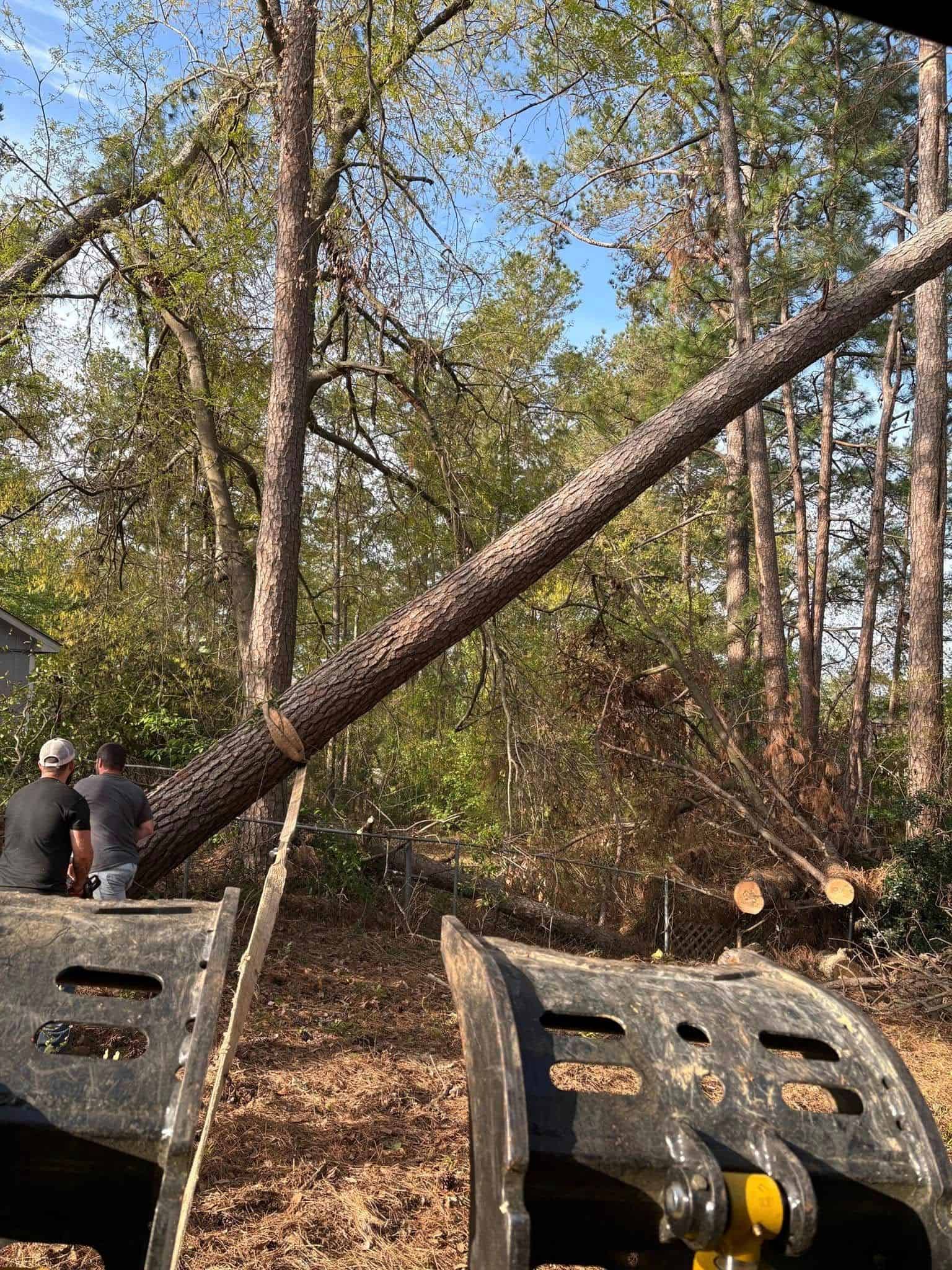 Tree Removal image