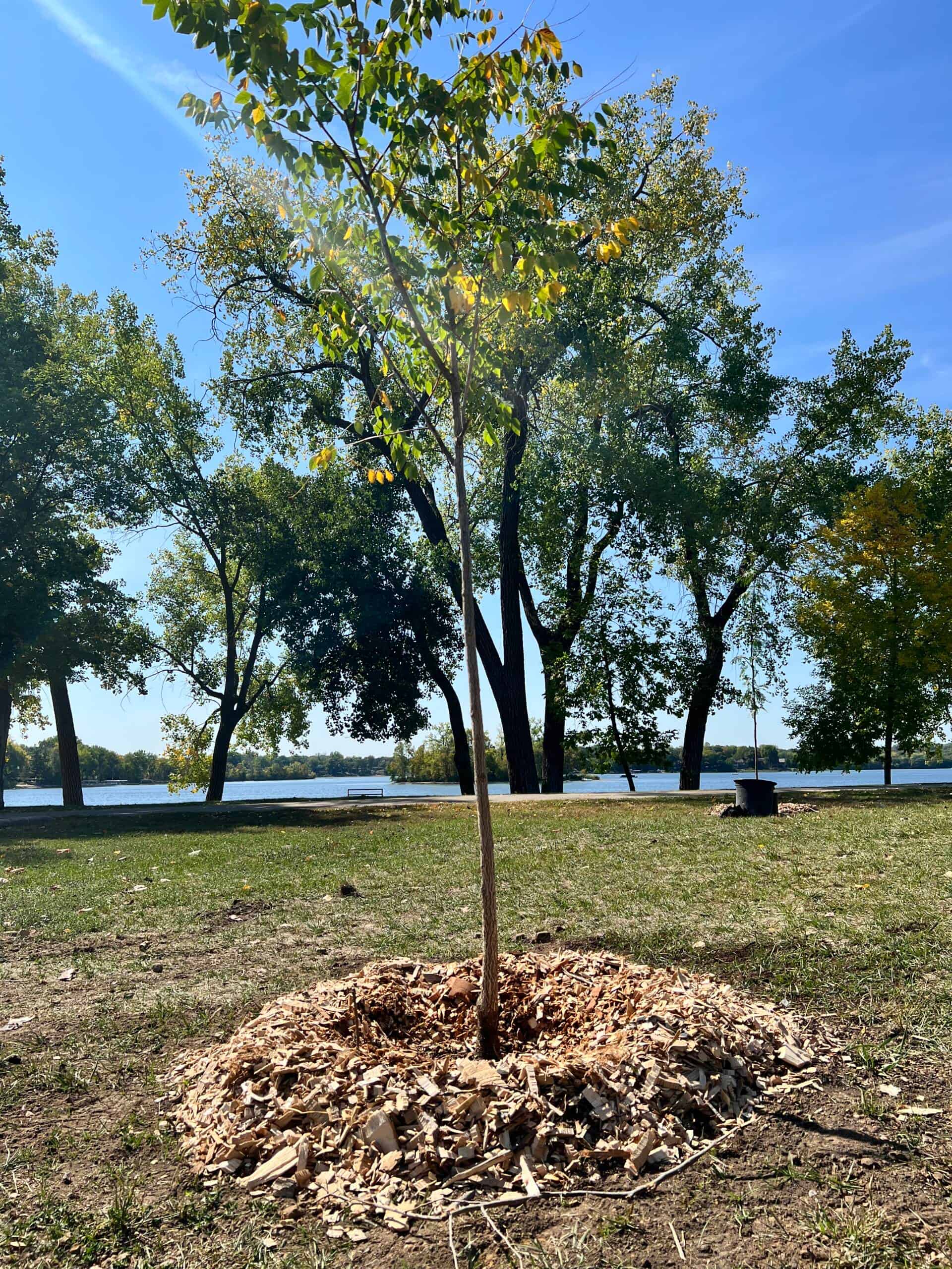 Tree Planting image