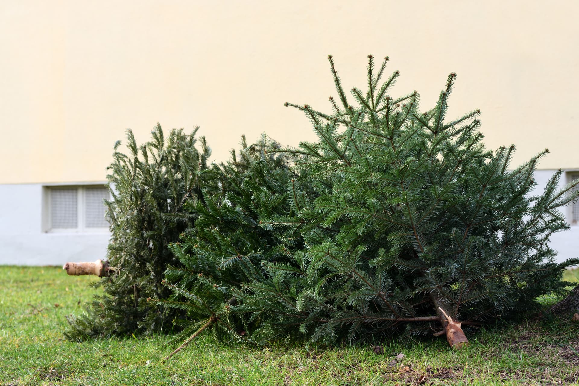 Blog post Professional Tree Removal Services in Martinez, GA image