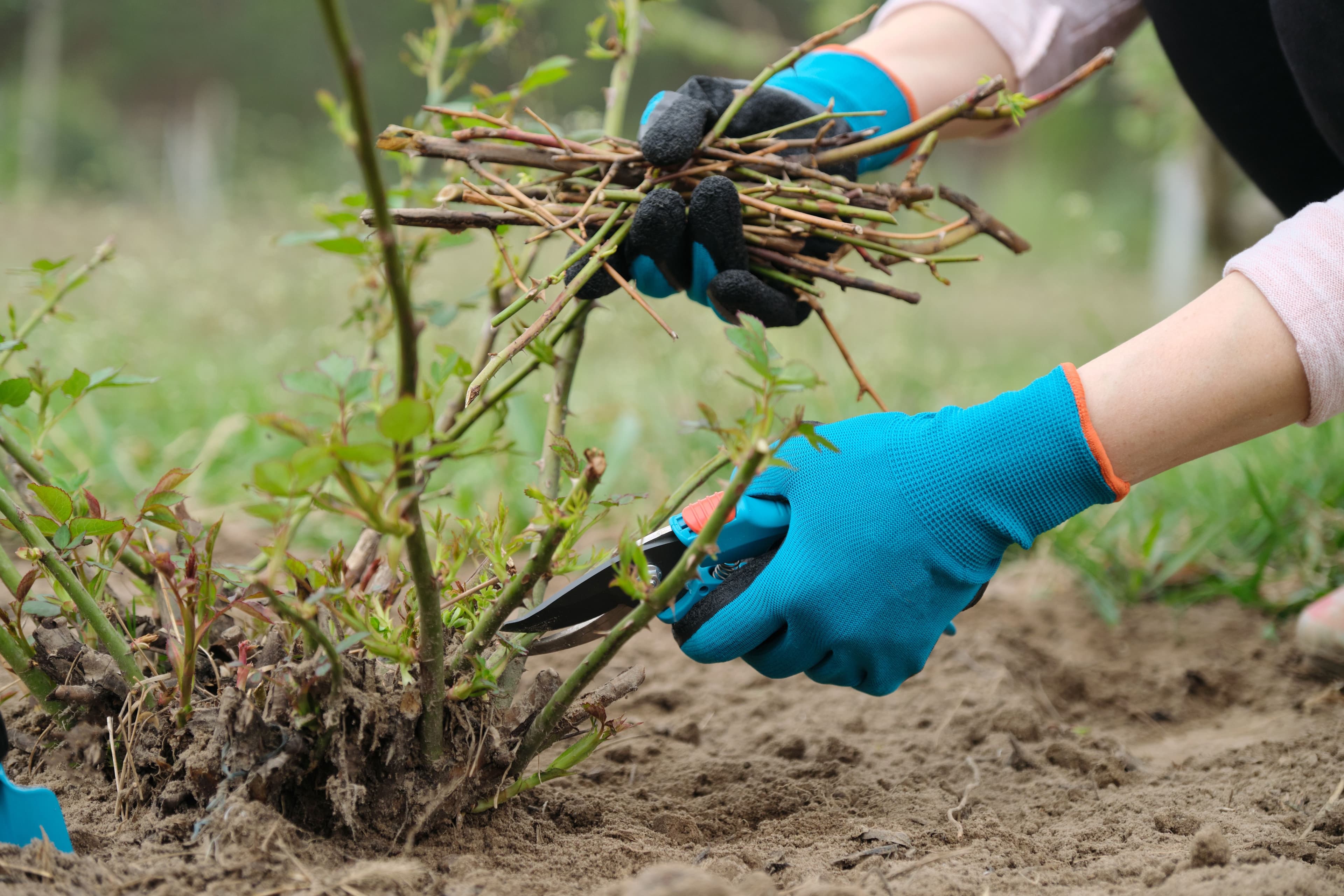 Featured post - Precision Tree Pruning for Homeowners in Grovetown, GA