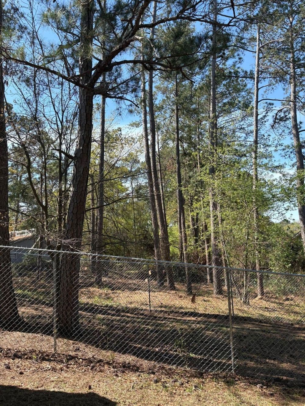 Lush green forest with tall pine trees and a chain-link fence under a clear blue sky.