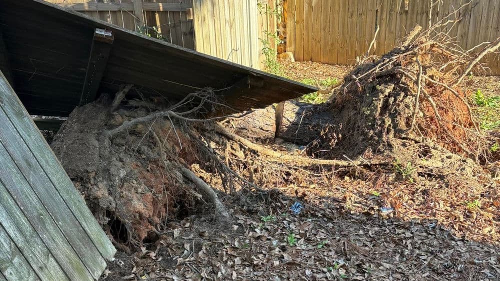 Uprooted tree causing damage to a wooden fence in a backyard setting.