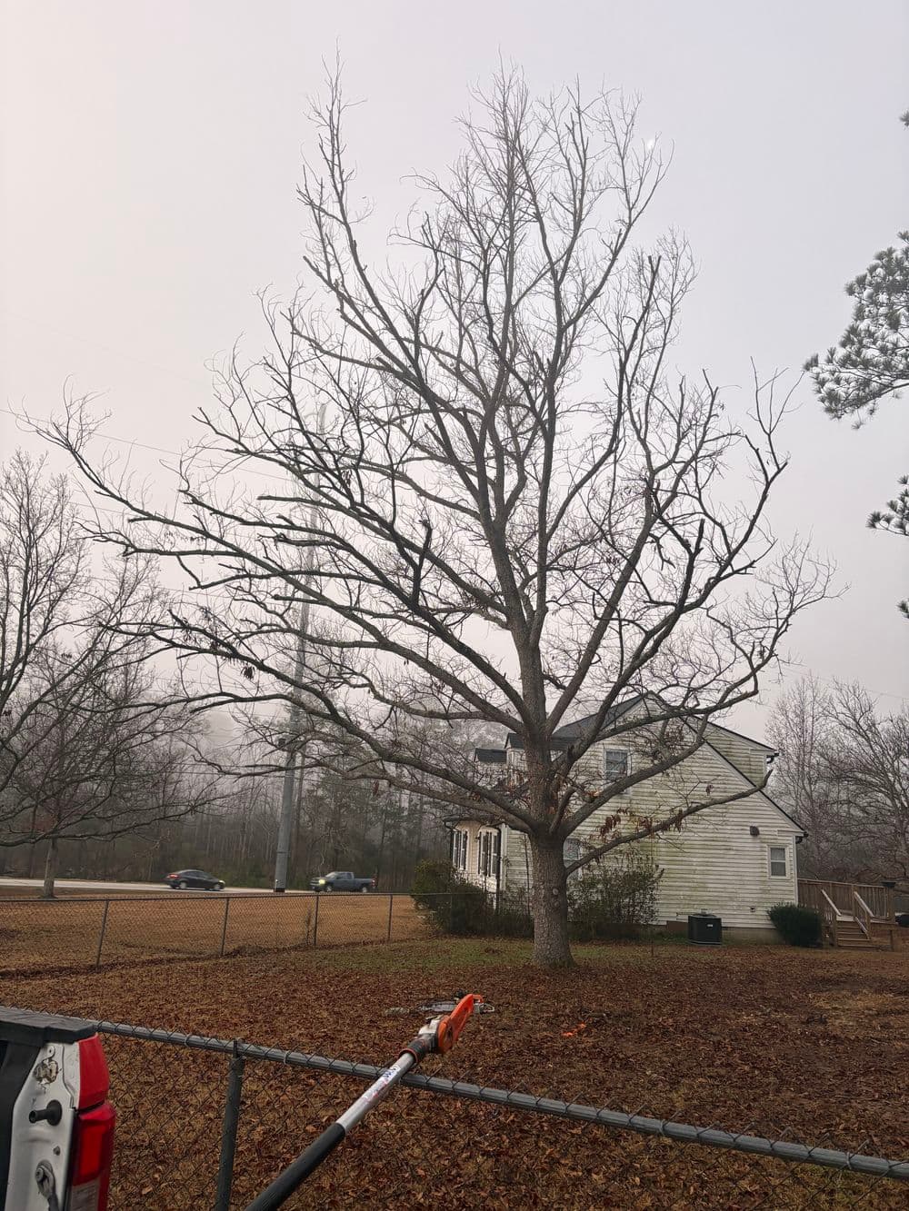 Leafless tree in fog with house nearby, surrounded by fallen leaves and a fence.