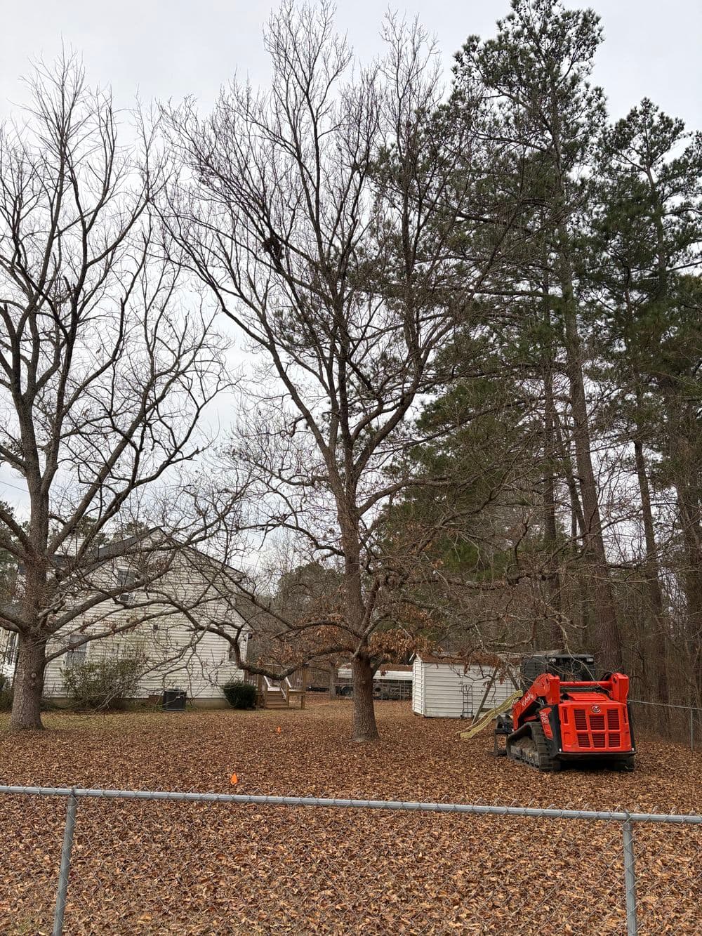 Bare deciduous tree in a yard with orange leaves, loader parked nearby, and houses in background.