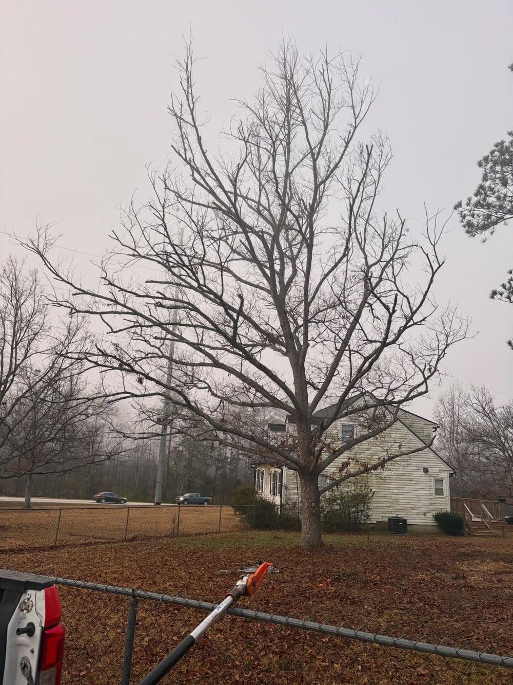 Leafless tree in foggy landscape near a house, surrounded by fallen leaves and fencing.