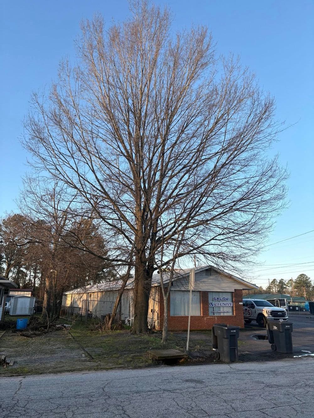 Bare tree next to a brick building with visible windows and parked cars on a clear day.